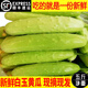 辰實【順豐】海陽白玉小黃瓜 蔬菜水果生吃 農家新鮮蔬菜 5斤