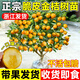 呆果丁脆皮金桔帶果發(fā)貨盆栽樹(shù)苗四季果樹(shù)可食用橘子苗脆皮金橘室內常綠 純甜脆皮金桔4年苗（馬上結果 適合新手種植）