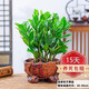 金錢(qián)樹(shù)盆栽植物室內陽(yáng)臺花卉客廳大小型綠植喬遷新居植物h 金錢(qián)樹(shù)20-30cm（家和萬(wàn)事興盆）