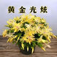 御春閣整盆30棵 室內花卉吊蘭盆栽花卉  蟹爪蘭苗 蟹爪蓮 多肉 觀(guān)花綠植 帶花苞黃色25-30棵左右含簡(jiǎn)易盆