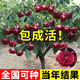 呆果丁車(chē)厘子樹(shù)苗盆栽室內矮化小櫻桃樹(shù)苖櫻桃樹(shù)苗當年結果南方北方種植 智利車(chē)厘子6年大苗（買(mǎi)一送一）死苗包賠
