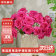 京東鮮花玫瑰花【弗洛伊德】10枝枝長(cháng)50-55cm鮮切花禮品花束基地源頭直發(fā)