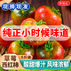 京地達山東草莓鐵皮西紅柿水果番茄凈重5斤單果60g+新鮮源頭直發(fā)包郵