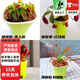 捕蠅草豬籠草植物食蠅草趣味室內盆栽z6 四大名捕實(shí)惠套餐--四種植物 吸水盆 含盆