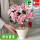 聽(tīng)雪樓精品杜鵑花比利時(shí)年宵花卉盆景室內綠植四季開(kāi)花客廳陽(yáng)臺好養盆栽 杜鵑花(漏斗陶瓷盆+福來(lái)吊牌+黃 帶花苞發(fā)出