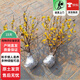 歐芽臘梅花樹(shù)苗盆栽植物庭院花園花卉盆景樹(shù)D7 3年原生地栽臘梅苗 不含盆