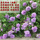 錦楓（jinfeng）月季花苗  藤本月季花苗 歐月藤大花濃香爬藤植物綠植盆栽花卉 藍色陰雨 4年苗