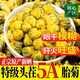 同仁堂（TRT）菊花茶胎菊特級一等品杭菊正宗桐鄉胎菊泡水養生花茶無(wú)硫 特級頭茬胎菊(500克) 250g*2罐