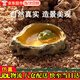 華勝冠爬寵水盆食盆守宮水盆兩用蛇烏龜寄居蟹角蛙爬行動(dòng)物專(zhuān)用當次日達 爬寵專(zhuān)用喂水盆（9*6.2*2.3）