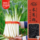 壽禾 長(cháng)蔥種子苗壽光大蔥長(cháng)白條蔬菜種籽 濰豐壽光長(cháng)蔥種子10g/袋*2