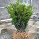 正宗羅漢松樹(shù)苗盆景小葉雀舌別墅庭院盆栽地栽大樹(shù)造型樹(shù)樁迎客松 羅漢松【30-40厘米高】5顆