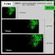 雷蛇超大號電競游戲FPS鼠標墊雷蛇動(dòng)漫創(chuàng  )意桌墊鍵盤(pán)墊個(gè)性定制 雷蛇：64 900*400*5mm
