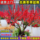 縱觀(guān)天下北美冬青盆栽紅果樹(shù)苗觀(guān)賞盆景冬青紅果年宵花卉盆栽相思豆綠植花 5年苗40厘米左右(不含盆) 5年以上含盆