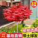 日本紅楓樹(shù)苗四季紅舞姬室外楓葉盆景盆栽庭院綠化植物風(fēng)景花樹(shù)苗 精品紅楓粗 2公分 1棵
