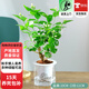 歐芽茉莉花重瓣花苗發(fā)貨室內花 花卉植物桌面綠植 獨桿茉莉【透明吸水盆】 1