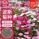 壽禾 格?；ǚN子苗波斯菊春季盆栽種籽 大花波斯菊混色種子100g(大袋)