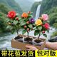 茶花盆栽五色赤丹帶花苞四季山茶花樹(shù)苗香妃茶花室內室外花卉綠植 重瓣/濃香型【多顏色】滿(mǎn)屋飄香：五色赤丹 不開(kāi)花/無(wú)根少須/小苗