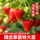 蟋蟀奶油草莓種子水果種籽四季種苗秧春季秋季盆栽草莓種籽孑陽(yáng)臺蔬菜 紅顏草莓苗2盆 春天種更容易結果