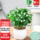 歐芽茉莉花重瓣花苗發(fā)貨室內花 花卉植物桌面綠植 茉莉10棵左右原土【豎紋陶瓷盆】 1