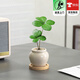歐芽  四葉草盆栽竹柏綠植室內客廳植物辦公室面幸運草小擺件懶人鐵樹(shù) 幸運四葉草+小茶罐盆(鋪面石+竹 帶盆栽好