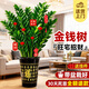 靜黛軒金錢(qián)樹(shù)盆栽大型綠植大型金錢(qián)樹(shù)0.8-1m高筒福字樹(shù)脂盆 源頭直發(fā)