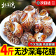 北海灣花螺鮮活新鮮海螺特大號海鮮水產(chǎn)鮮凍冷凍東風(fēng)螺特大花螺貝類(lèi)凈重 特大無(wú)沙 2000g