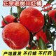 正宗川紅橘新鮮陳皮孕婦水果大紅袍整箱原料重慶老樹(shù)萬(wàn)州古紅桔5 5斤 精選裝