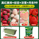 臨雅【盆土套餐3】草莓苗盆栽帶土苗秧陽(yáng)臺種植新苗4個(gè)品種源頭直發(fā)