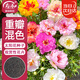 壽禾 重瓣太陽(yáng)花種子苗混色大花四季播花種籽 重瓣太陽(yáng)花種子約8000粒