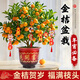 靜黛軒金桔樹(shù)盆栽帶果可食年宵綠植金桔樹(shù)30-40cm+花開(kāi)富貴盆源頭直發(fā)