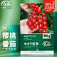 壽禾 圣女果種子苗小番茄西紅柿蔬菜種籽 濰育壽禾千禧果種子30粒*3袋