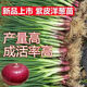 高產(chǎn)紫皮洋蔥苗幼苗移栽洋蔥秧苗紫紅皮種植專(zhuān)用秧苗 洋蔥苗20顆