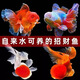 寵小俠精品金魚(yú)觀(guān)賞魚(yú)鴻運當頭金魚(yú)活體魚(yú)缸小魚(yú)冷水魚(yú)招財魚(yú)蘭壽丹頂紅 混搭金魚(yú)12條【包活10條】5-7cm