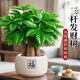 JCZS發(fā)財樹(shù)盆栽旺宅桌面盆景辦公室綠植室內客廳中式禪意四季植物 【精選三桿】發(fā)財樹(shù)(原土盆) 送肥料