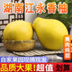 桃西村正宗湖南江永香柚 純甜白心蜜柚永州特產(chǎn)江永老樹(shù)沙田柚新鮮水果 4.5-5斤 精選中果【單果1.5斤+】普箱