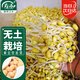 壽禾 黃豆芽苗菜種子種苗豆苗水培蔬菜種籽 濰育黃豆種子300g/袋 *2袋