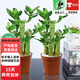 歐芽節節高步步高富貴竹土培綠植辦公好養盆景懶人吸水陶瓷盆 兩盆、步步高原盆 含盆