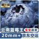 京地達空運云南藍莓8盒/100g凈重1.6斤單果20mm+新鮮水果源頭直發(fā)包郵