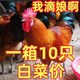 半大正宗九斤紅活體幼苗大種紅玉雞活雞九斤黃紅瑤脫溫苗資料