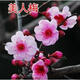 龍辰語(yǔ)梅花盆景樹(shù)樁梅花樹(shù)苗臘梅苗紅梅綠梅烏梅花苗盆栽美人梅花苗梅 美人梅 6年苗