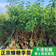 花木農三華李樹(shù)苗四川半邊紅脫骨李子樹(shù)苗蜂糖李茵紅李子苗鳳凰李子樹(shù)苗 蜂糖李3棵營(yíng)養杯