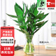 歐芽富貴竹水培植物觀(guān)音竹盆栽花卉水養盆景客廳臥室綠植z6 觀(guān)音竹3棵+葫蘆玻璃瓶 1