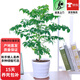 歐芽幸福樹(shù)大型盆栽 大樹(shù)樁小樹(shù)苗綠植物室內客廳 50cm幸福樹(shù)(獨桿) 不含盆