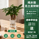 水培發(fā)財樹(shù)盆栽客廳招財室內綠植植物辦公室甲醛凈化空氣桌面好養 【1盆】三桿水培發(fā)財樹(shù)透明早安塑料盆送營(yíng)養液