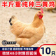 一斤三黃雞活苗批發(fā)農村散養半大土雞苗脫溫笨雞苗草雞苗小雞活苗 4-5兩重三黃雞  10只【2公8母】