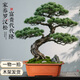 靜黛軒大型迎客松羅漢松盆景造型老樁室內大盆景客廳綠植辦公室好養盆栽 S彎造型羅漢松75-95cm（原盆栽好）打木架 下單后聯(lián)系拍照選貨