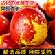 山東新鮮冬棗脆甜大果鮮棗當季水果特大冰糖現摘非沾化青棗好吃 凈重2.8斤