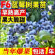 京佳樂(lè )特大號藍莓樹(shù)果苗盆栽地栽花香南方北方庭院果四季種植當年結果 13年大苗【F6】帶土球當年爆果包活到結果 111cm(含)-140cm(含)