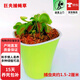 捕蠅草豬籠草植物食蠅草趣味室內盆栽z6 巨夾捕蟲(chóng)夾約2厘米吸水盆 含盆