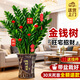 靜黛軒金錢(qián)樹(shù)盆栽大型綠植 大型金錢(qián)樹(shù)1-1.2m招財進(jìn)寶陶瓷盆 源頭直發(fā)